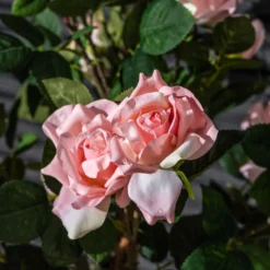 Kunstig Rosetræ lyserød 140 cm